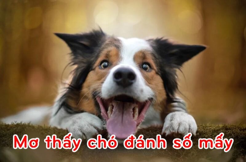 Giải mã giấc mơ thấy chó là điềm báo gì? Lành hay dữ chi tiết nhất 10 Mơ thấy chó đánh số mấy